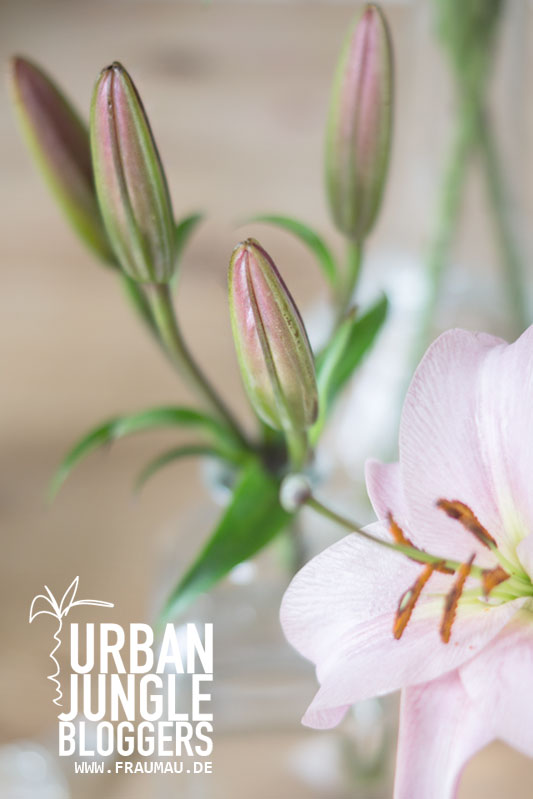 Urban Jungle Bloggers Plants &Flowers by fraumau