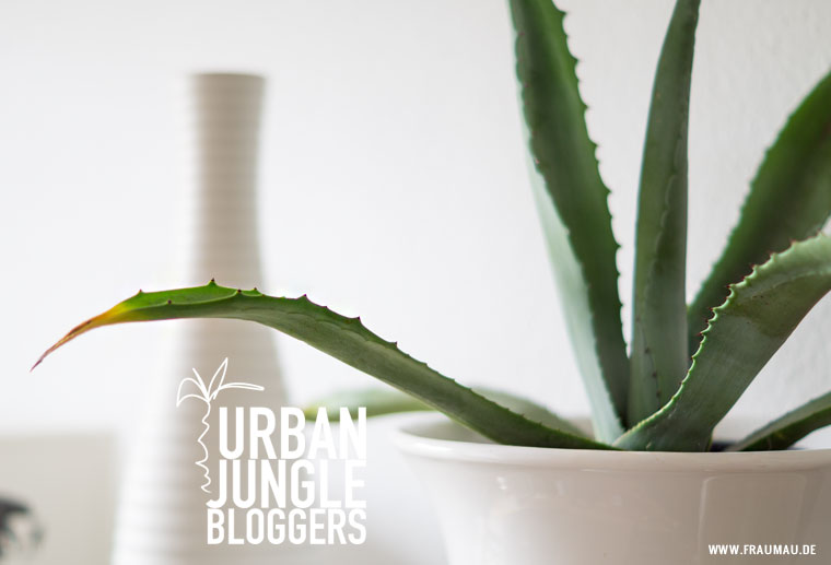 Urban Jungle Bloggers Plantshelfie und der Kampf mit den Trauermücken by fraumau